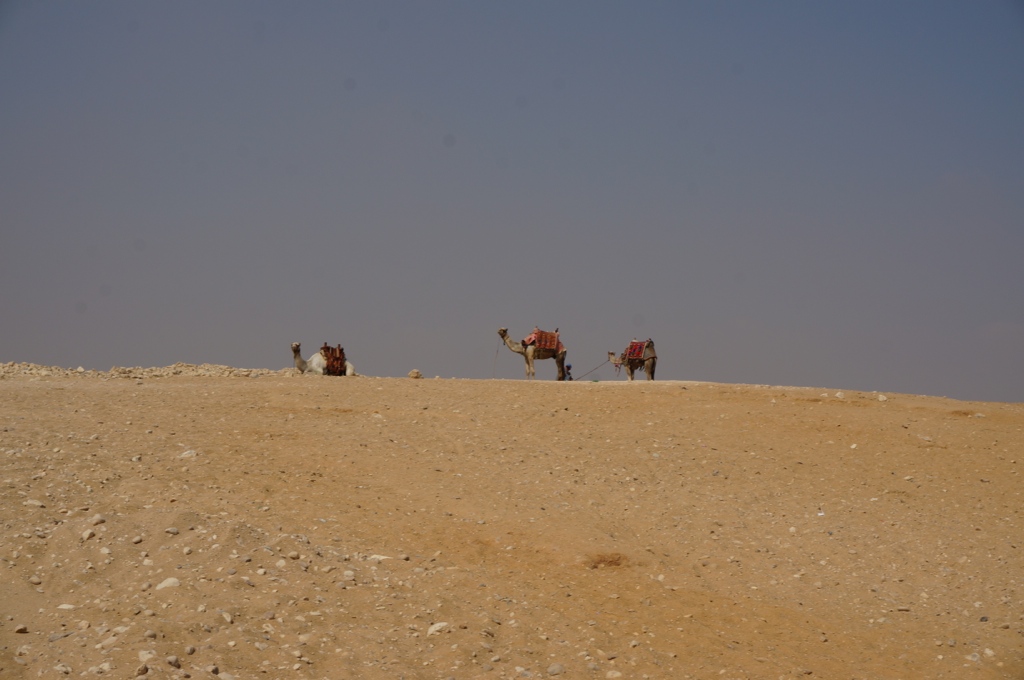 Cairo Egypt dessert camels