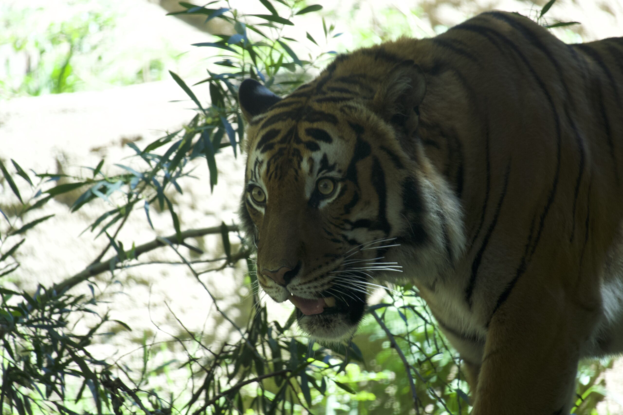 San Diego Zoo tiger