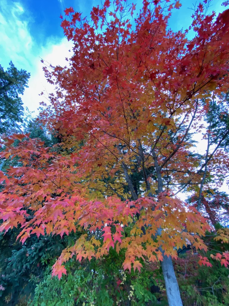 fall colours in BC