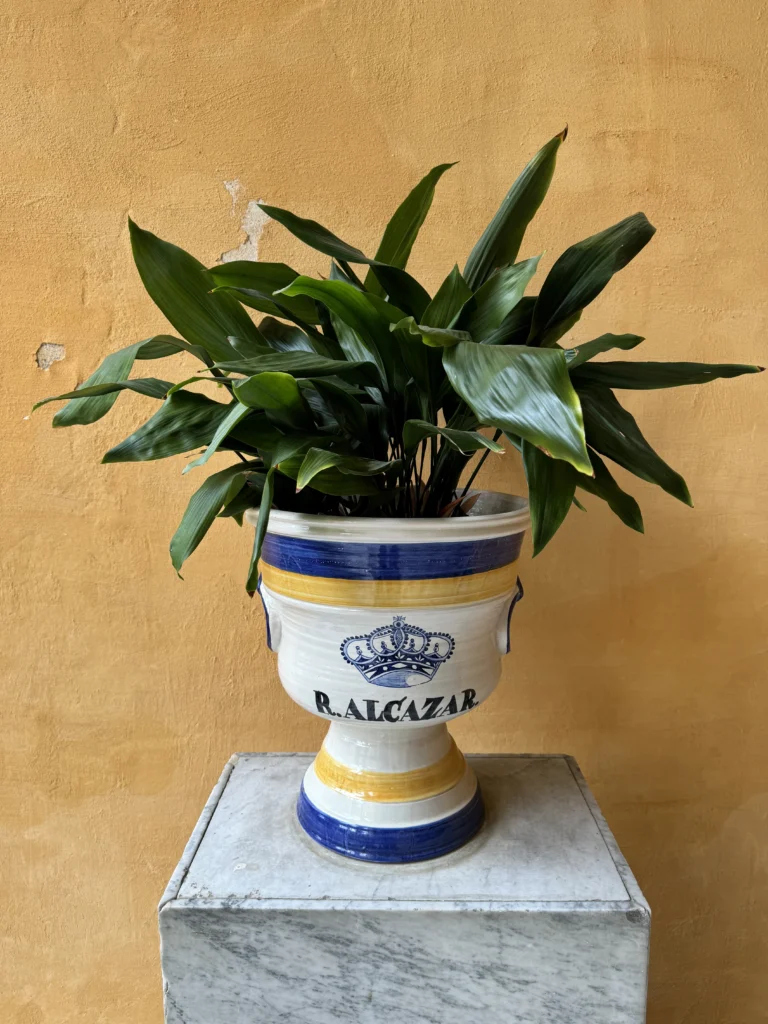 Plant at the Real Alcazar in Seville, Spain