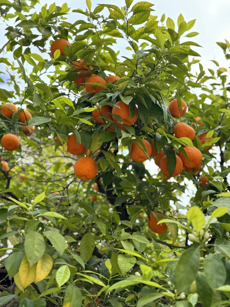 Orange tree in Seville, Spain
