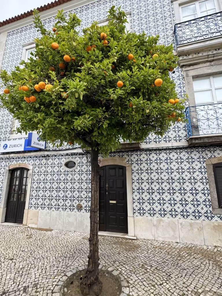 Beautiful tiles and orange trees in Tavira, Portugal